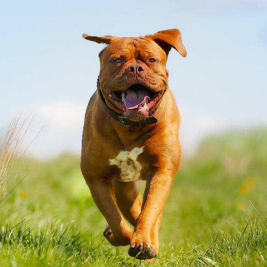 Dogue de bordeaux hot sale large dog breeds